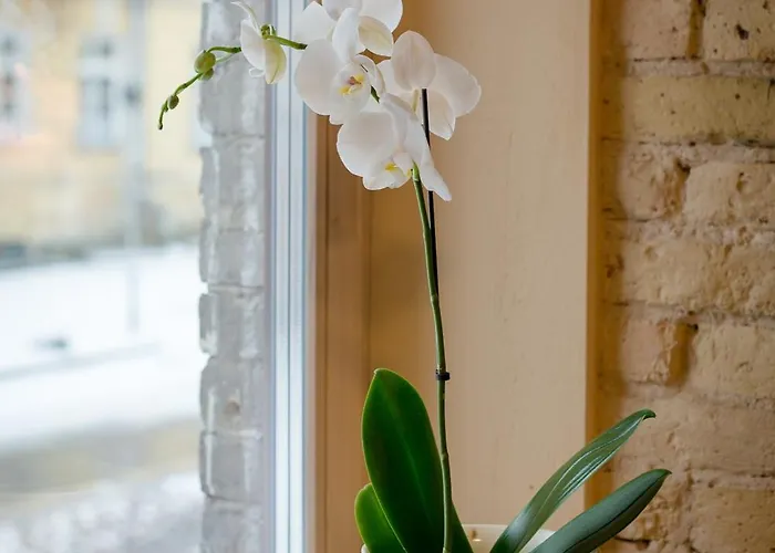 Lejlighed New Town 2